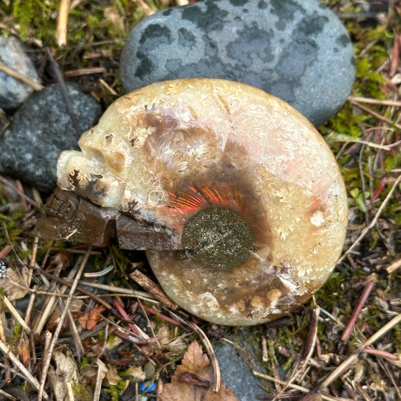 Ammonite Skull - Picture 9 of 9